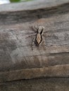 Small spider on wood.insects,animals,fauna macro photography Royalty Free Stock Photo