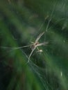 spider in the web.insect,animals,fauna macro photography Royalty Free Stock Photo