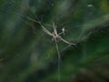 spider in the web.insect,animals,fauna macro photography Royalty Free Stock Photo