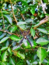 Spider on its web against a background of leaves Royalty Free Stock Photo