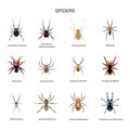 Spiders vector set in flat style design. Different kind of spider species icons collection.