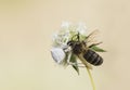 White spider Thomisus onustus devouring a bee as prey