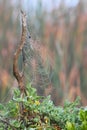 Spiders Web Royalty Free Stock Photo