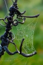 Spiders web Royalty Free Stock Photo