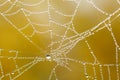 Spiders web