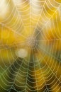 Spiders web Royalty Free Stock Photo