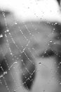 Spiders web Royalty Free Stock Photo