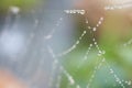 Spiders web Royalty Free Stock Photo