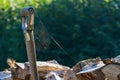 Spiders web cast in sunlight over a garden fork handle at the log pile. Royalty Free Stock Photo