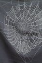 Spiders web closeup with drops of dew at dawn. Royalty Free Stock Photo