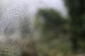 A Spiders Web Covered in Dew Royalty Free Stock Photo