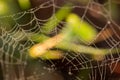 Spiders web covered in tiny dew drops glistening in the early morning Royalty Free Stock Photo