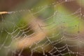Spiders web covered in tiny dew drops glistening in the early morning Royalty Free Stock Photo