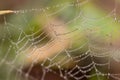 Spiders web covered in tiny dew drops glistening in the early morning