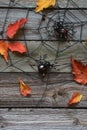 Spiders In Web On Derevjanno Background With Autumn Leaves
