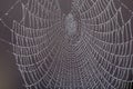 Spiders web with dew on a dark background. Royalty Free Stock Photo