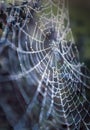 Spider web early morning on a chilly but bright late winters day. The moist dew drops can be seen on the web