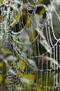Spiders Web, early morning. Royalty Free Stock Photo