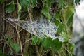 Spiders web glistening with hoar frost on a winters morning