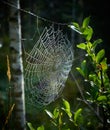 Spiders web in hte forest