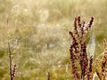 Spiders web on a meadow at sunrise Royalty Free Stock Photo