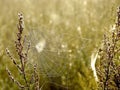 Spiders web on a meadow at sunrise Royalty Free Stock Photo