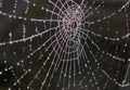 Spiders web with rain drups Royalty Free Stock Photo