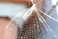 A spiders web Royalty Free Stock Photo