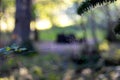 Spiders web in the sunlight Royalty Free Stock Photo