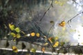 Spiders web on the twig. Indian summer. Dew drops in sun