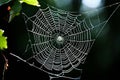 spiders web weaving watch a spider spin a delicate silk web crea Royalty Free Stock Photo