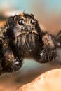 Wolf Spider, Spiders, Pardosa Sp. Royalty Free Stock Photo