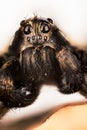 Wolf Spider, Spiders, Pardosa Sp. Royalty Free Stock Photo