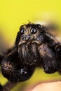 Wolf Spider, Spiders, Pardosa Sp. Royalty Free Stock Photo