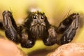 Wolf Spider, Spiders, Pardosa Sp. Royalty Free Stock Photo