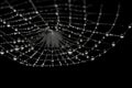 Detail of spiders web with water droplets and reflections, on black background. Royalty Free Stock Photo
