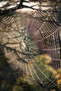 Spiderweb