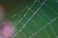 Spiderweb Royalty Free Stock Photo