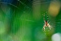 Spiderweb background, network of spider, spring season, beauty of wild nature concept