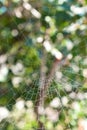 Spiderweb Royalty Free Stock Photo