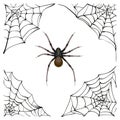 Spiderweb. Big spider web. Scary spider of web. Poison spider Royalty Free Stock Photo