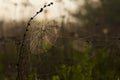 Spiderweb on the black plant