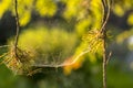 Spiderweb on a branch of pine