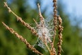 Spider braided branches web Royalty Free Stock Photo