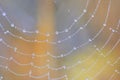 Spiderweb closeup and dew drops