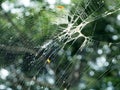 Spiderweb Closeup Under Green Trees Background