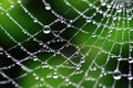 Spiderweb nature morning water wet cobweb insect web spider dew macro green drop Royalty Free Stock Photo