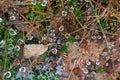 Spiderweb covered with dew drops Royalty Free Stock Photo