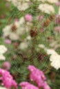Spiderweb covered with dew drops. Royalty Free Stock Photo