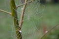 Spiderweb covered with dew